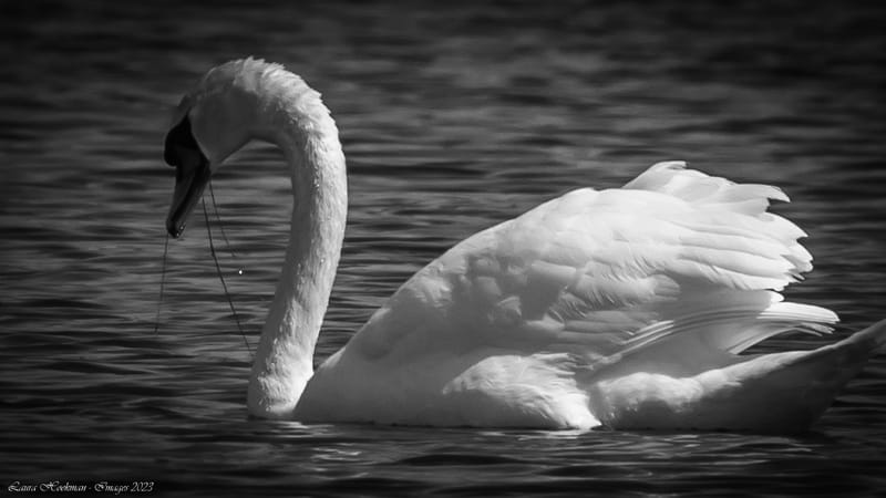 Vogels