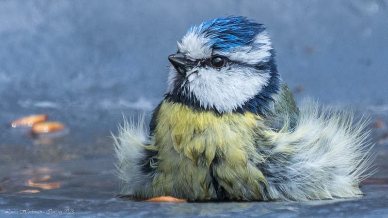 Vogels