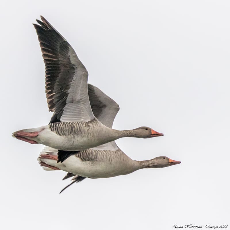 Vogels