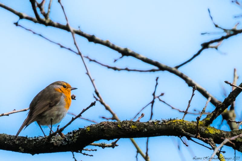 Vogels