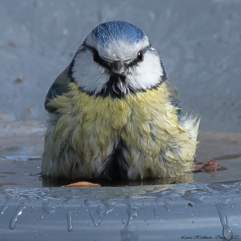 Vogels