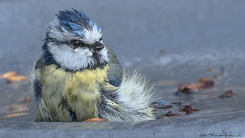 Vogels