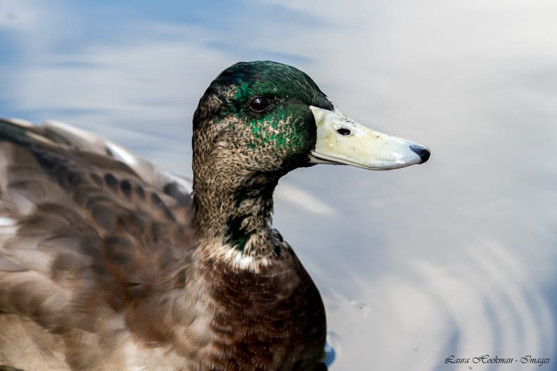Vogels
