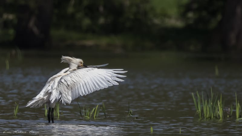Vogels