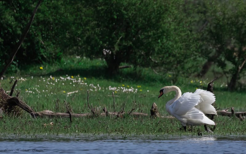 Vogels