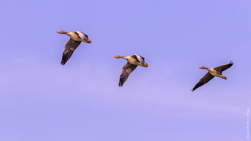 Vogels
