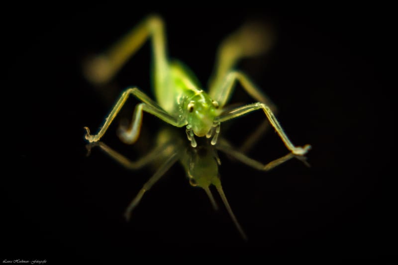 Insecten