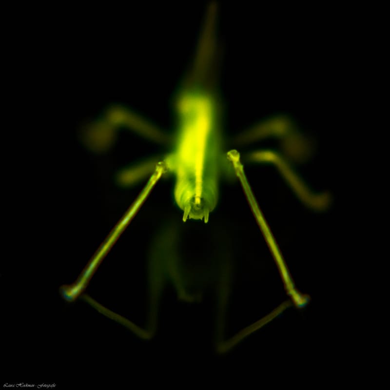 Insecten