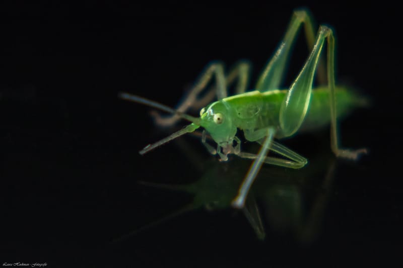 Insecten