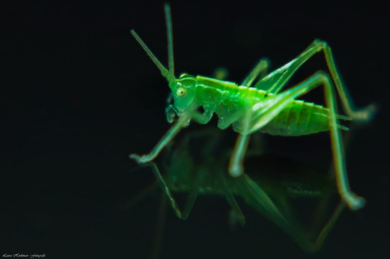 Insecten