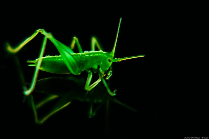 Insecten