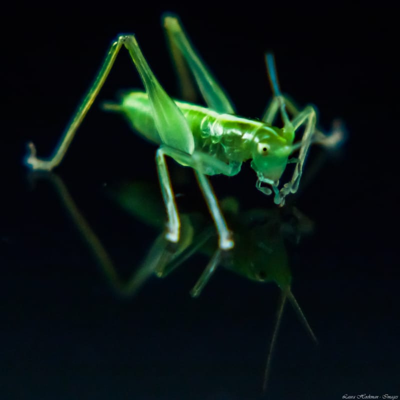 Insecten