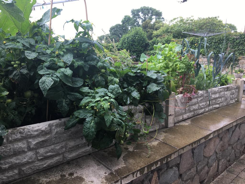 Giat a wâl goncrit rhandir / Gate and concrete allotment wall (vegetable raised bed)