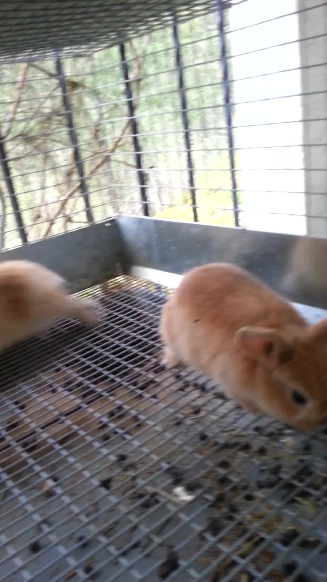 Video of older kits when they were 5.5 wks old - Apr 20