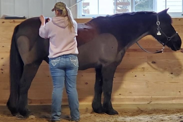 Equine Massage