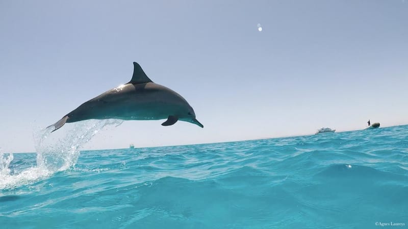 Sataya Dolphin Reef