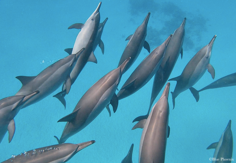 Sataya Dolphin Reef