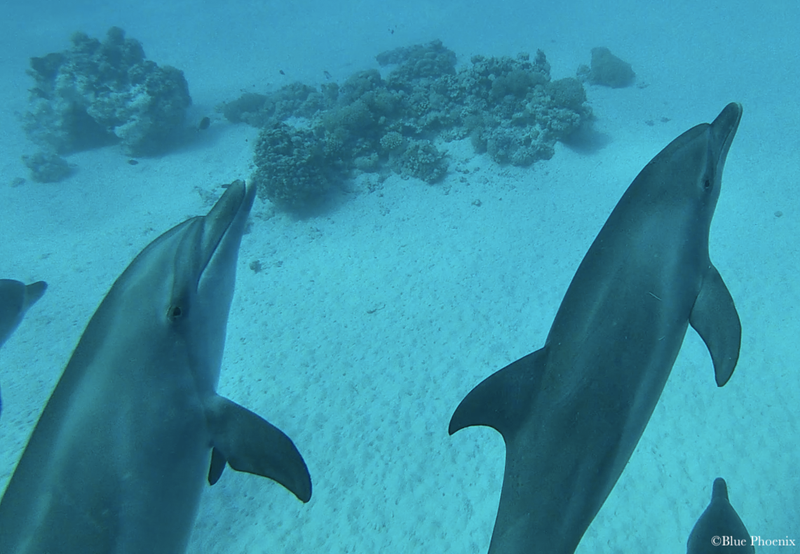 Sataya Dolphin Reef