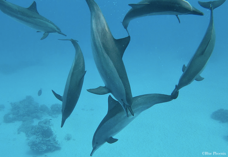 Sataya Dolphin Reef