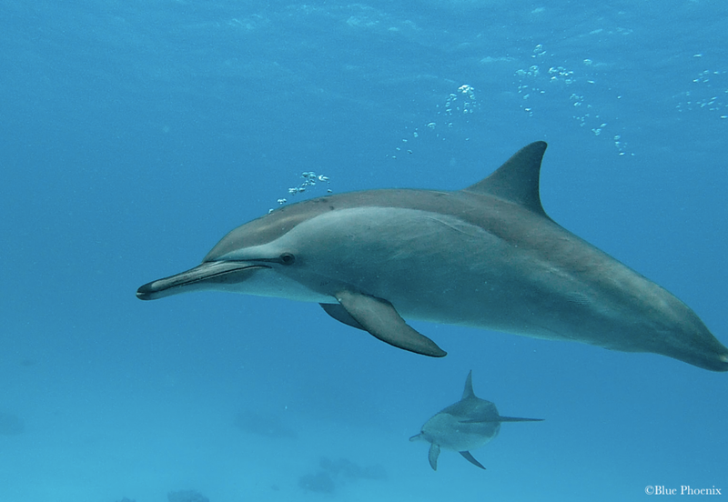 Sataya Dolphin Reef