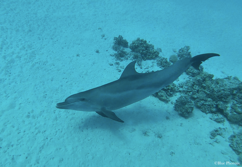 Sataya Dolphin Reef
