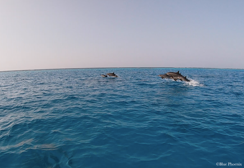 Sataya Dolphin Reef