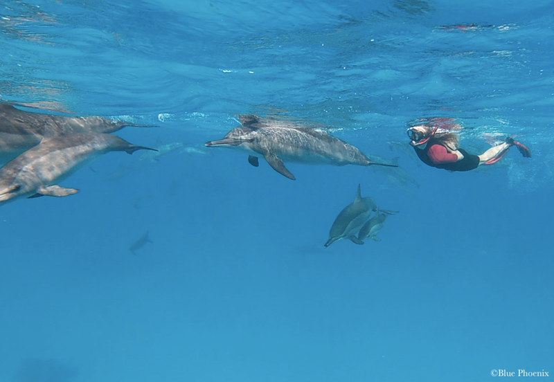Sataya Dolphin Reef