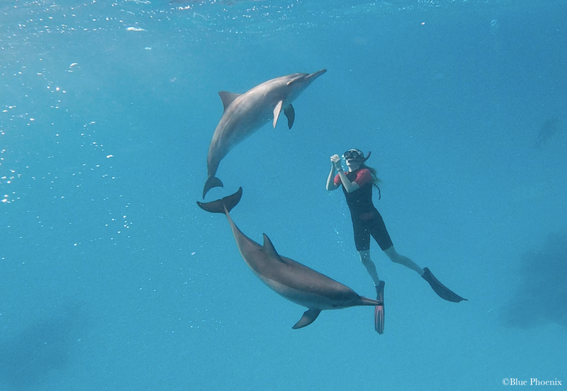 Sataya Dolphin Reef