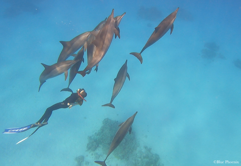 Sataya Dolphin Reef