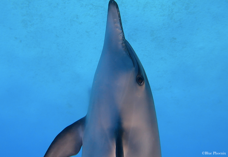 Sataya Dolphin Reef