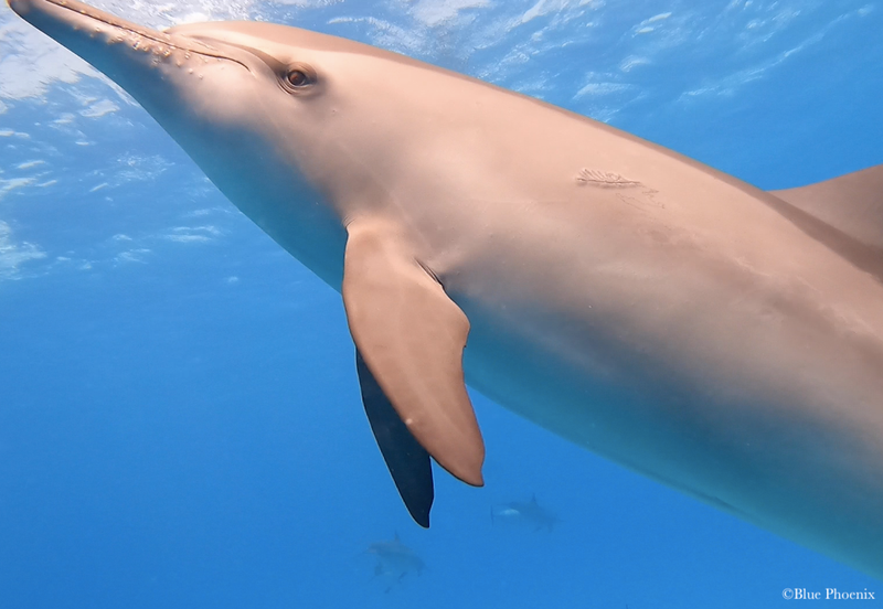 Sataya Dolphin Reef