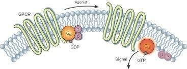 Ubiquitous Receptors