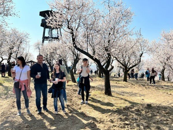 Südmähren - Tausend Mandelbäume in voller Blüte