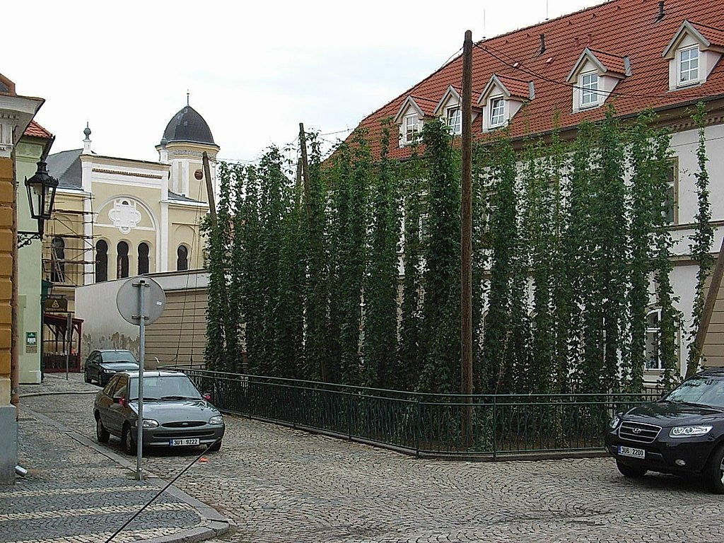 Die Hopfenlandschaft von Žatec gehört ab sofort zum UNESCO-Weltkulturerbe