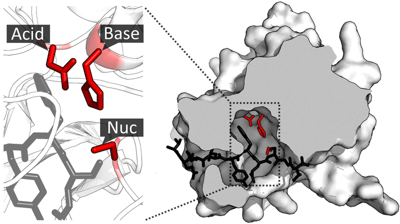Enzymes Catalysis
