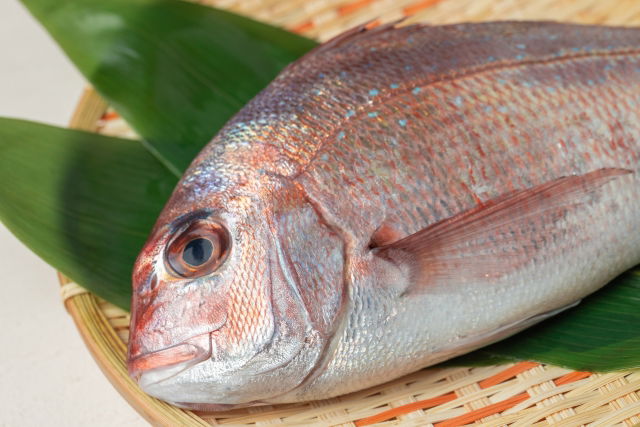 MADAI (Japanese Sea bream)