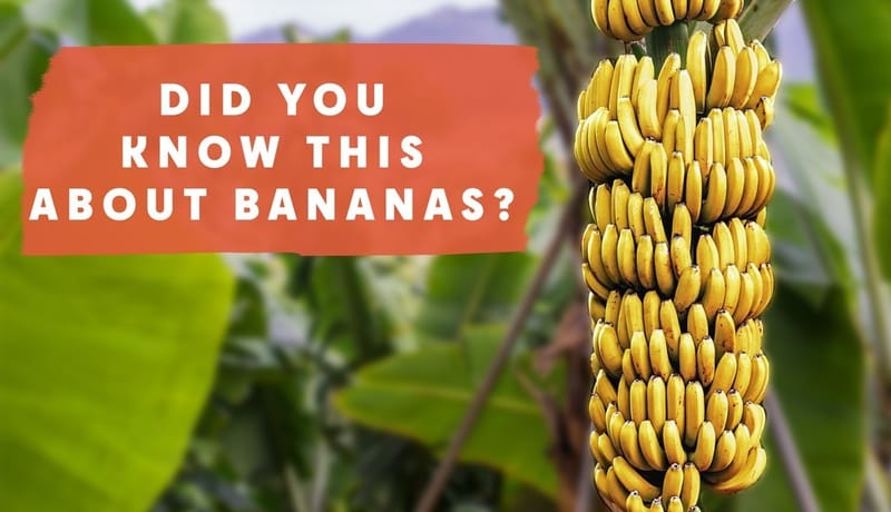 Garden to Plate: Bananas. These are not your normal fruit tree