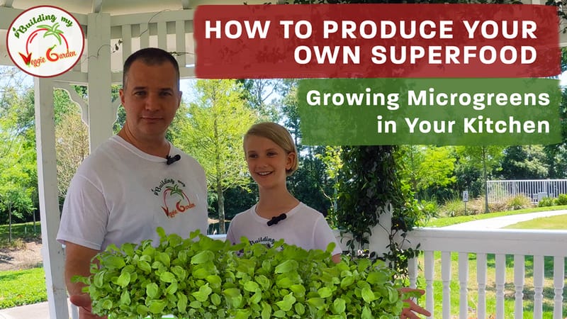 Growing your own superfood - Microgreens!