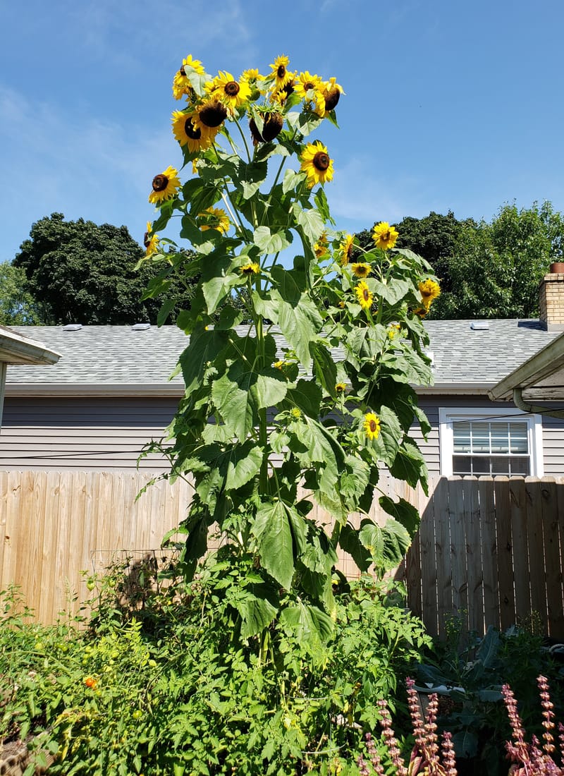 Mammoth Sunflowers in our test plot