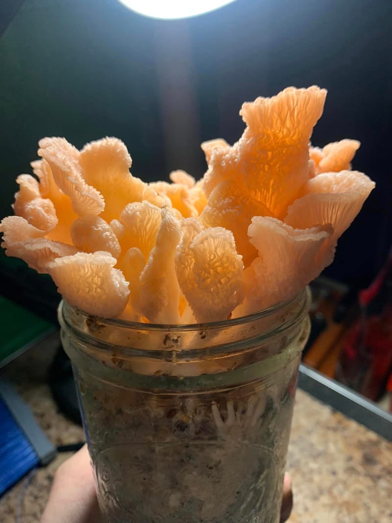 Free Seminar: Growing Gormet Mushrooms