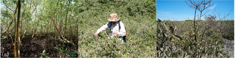 Environmental Degradation