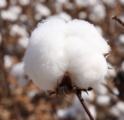 COTTON