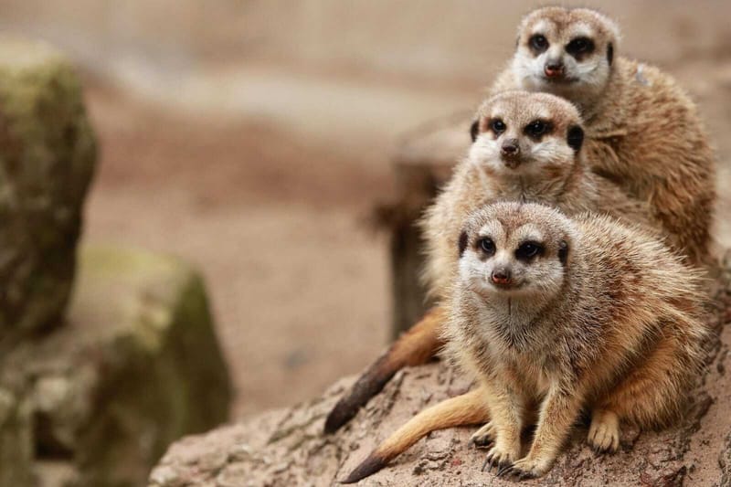Meerkat Adventures