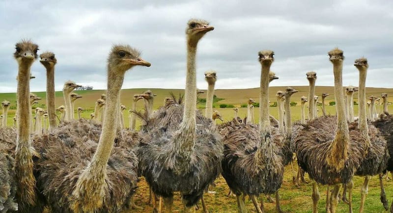Cango Ostrich Farm