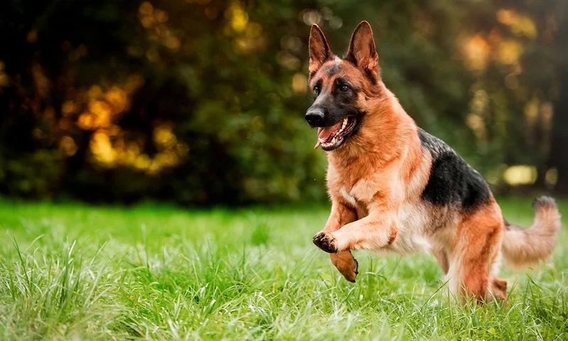 CURSO A DOMICILIO ESTANDAR