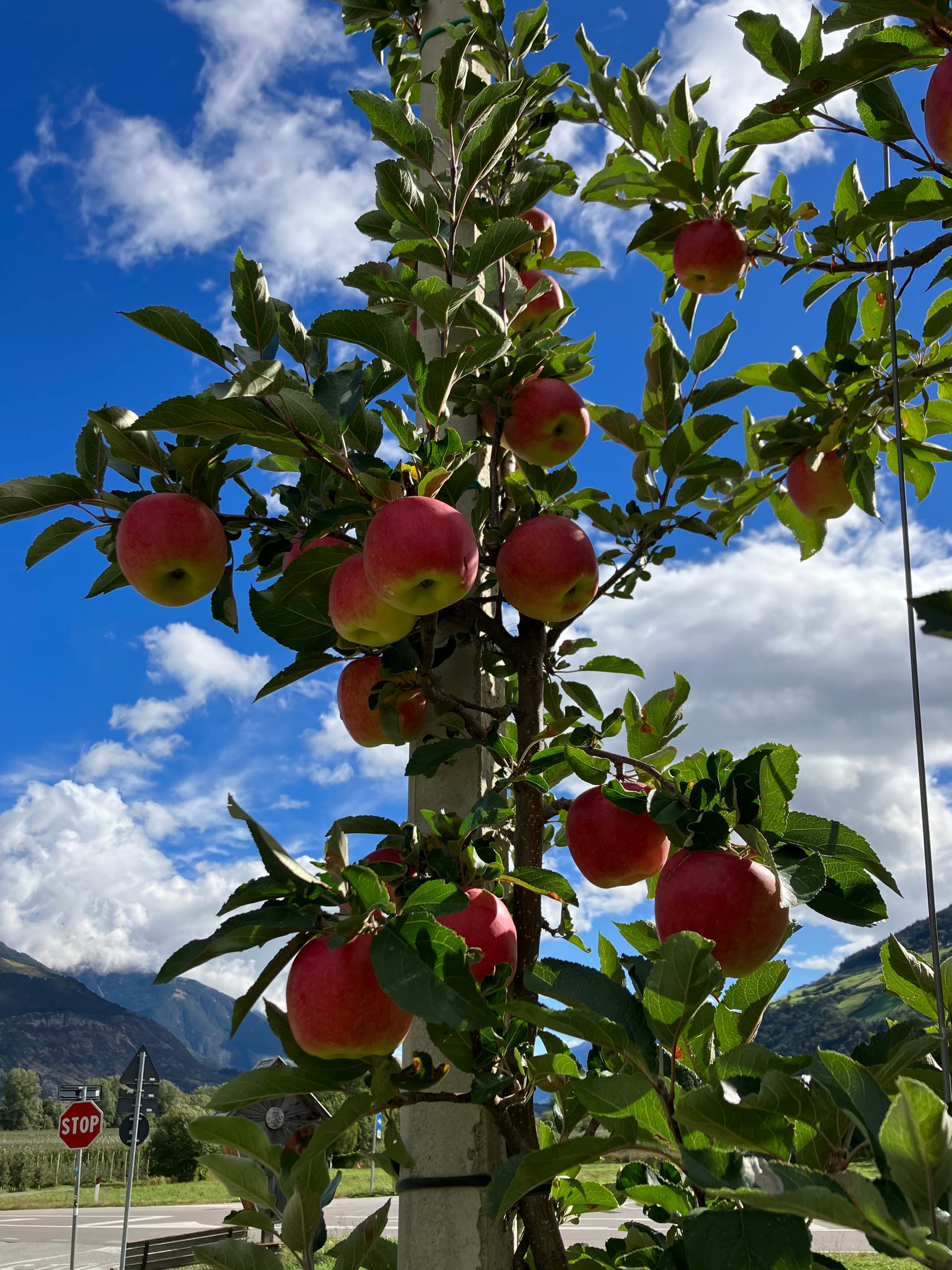 Day 15 The Land of Apples!