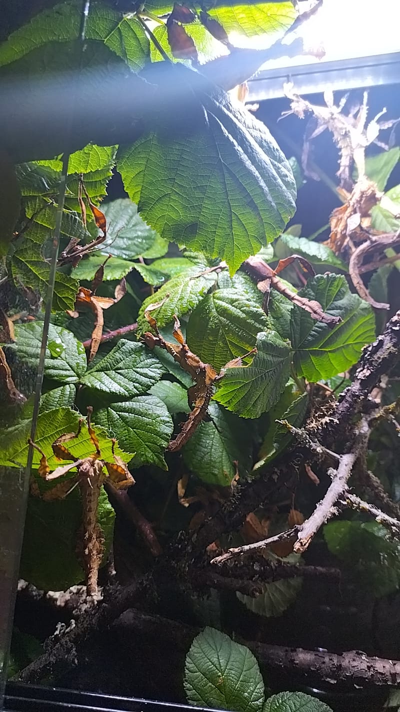 Location écosystèmes avec insectes