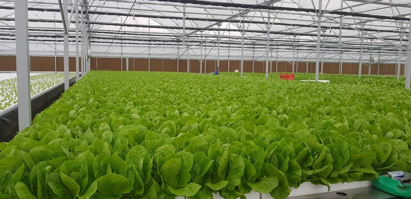 Greenhouses Construction