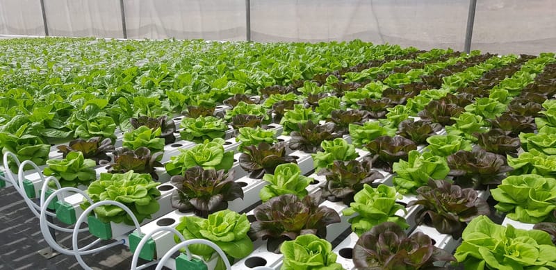 Agriculture Advantages