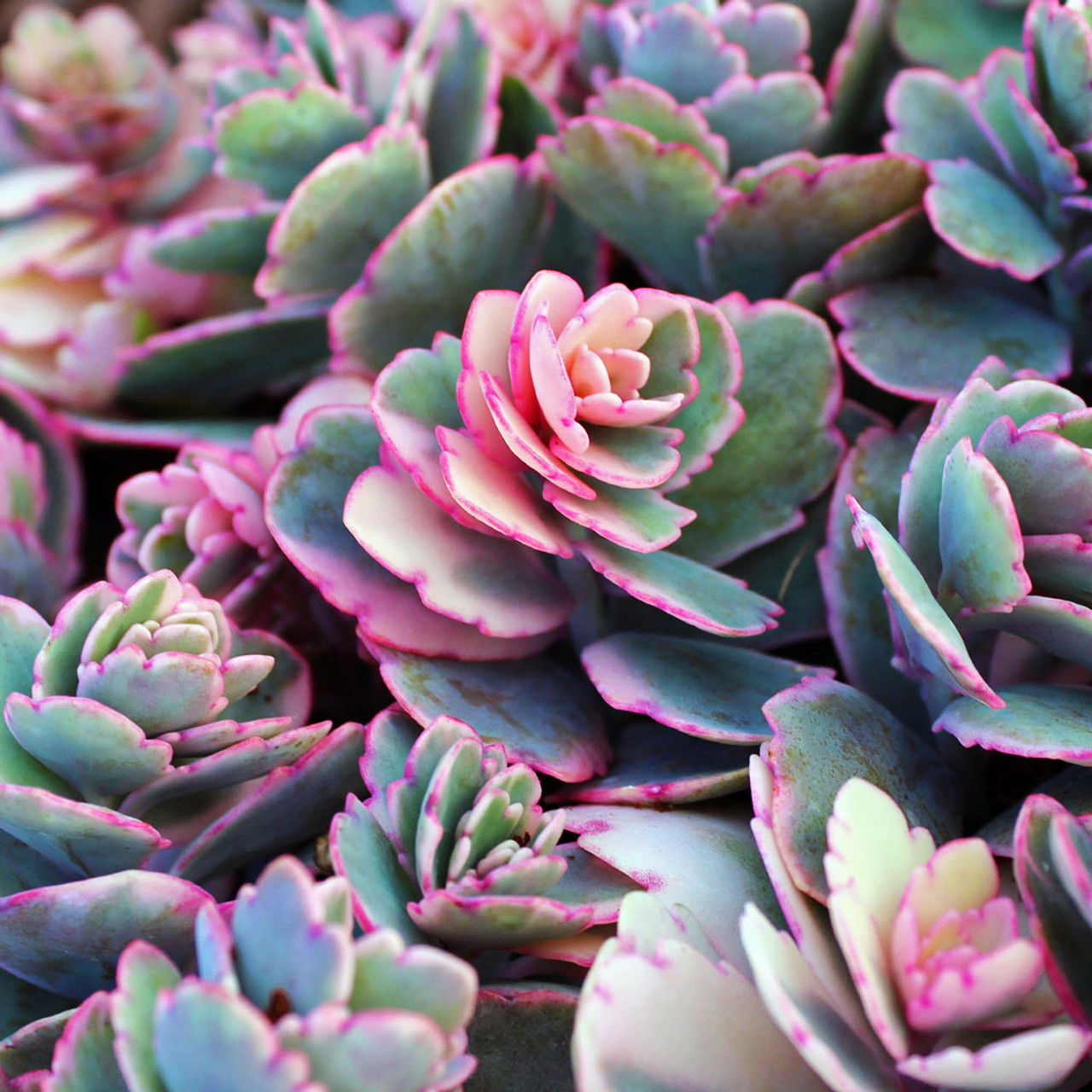 Variegated Lavender Scallops